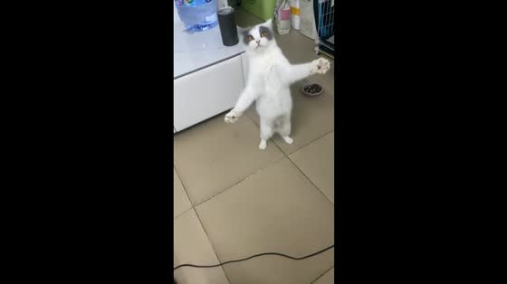 Scottish Fold cat startled by prank in Guangdong, China