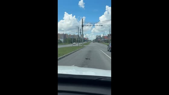 Woman helps ducklings cross busy road in Kurgan, Russia