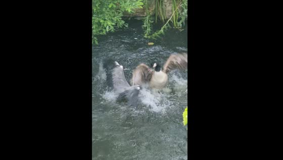 Mother goose gets revenge on heron in Oxford