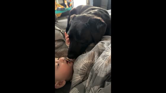Adorable bond: baby and dog's sweet interaction
