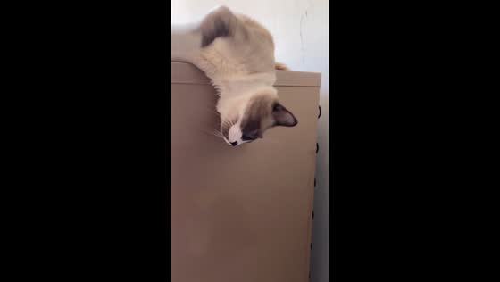 Cat wakes up and falls from fridge in Barreiras, Brazil