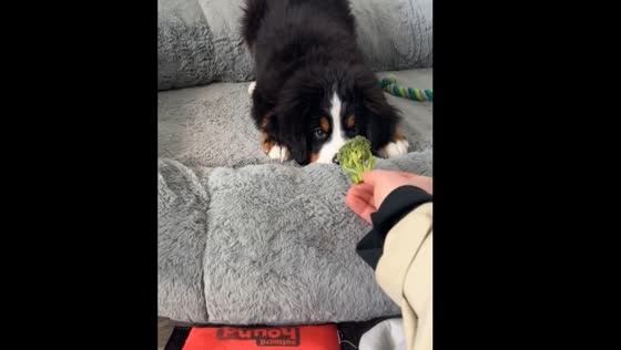 Dog in Denver barks at broccoli shown by owner