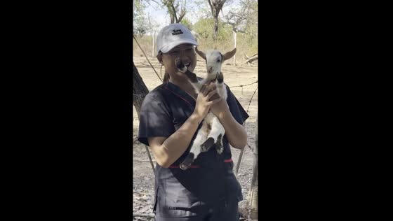 Goat baby reunites with mother amidst tense moment
