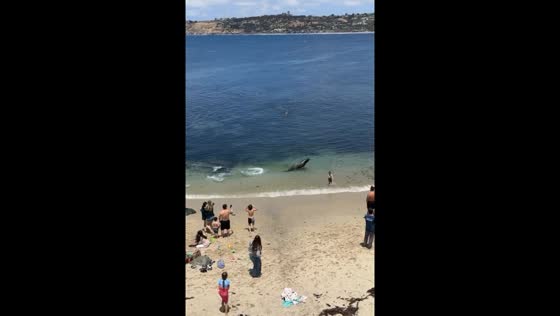 Sea lion gives a show at La Jolla Cove 