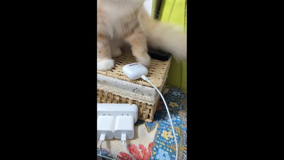 Cat refuses to let owner charge earbuds in Shanghai, China