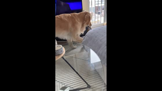Playful Golden Retriever attempts to sneak away with packet of crisps in London, UK