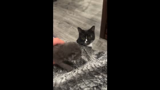 Cat runs from kitten in Middle Village, Queens