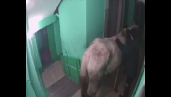 Siberian man attempts and fails to ride horse in apartment building