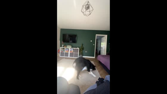 Dog repeatedly jumps for hanging lamp in Lyme Regis, England, UK