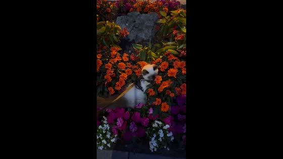 Curious cat sniffs flowers during walk in Brampton, Ontario, Canada