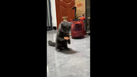 Cat hilariously struggles to remove rubber hand in Guangdong, China