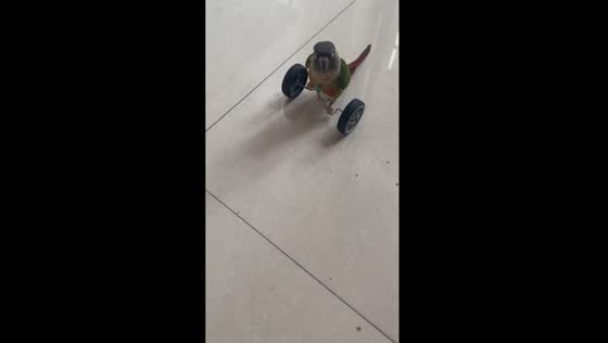  Anhui's singing parrot masters two-wheel stunts!