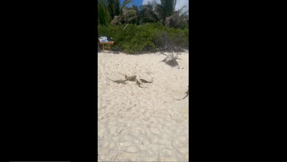 Iguanas unleashed: playful encounters on Islote Sucre beach
