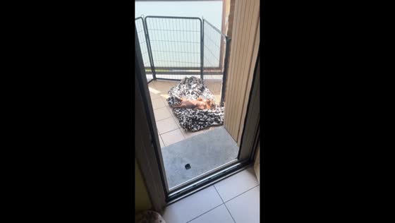 Tired puppy relaxes on bed after long walk in Carpi, Italy