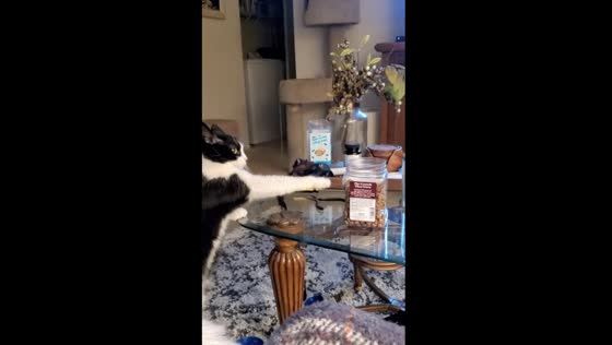 Adorable cat begging for treats: meet Charlie, the playful feline from Simi Valley, CA