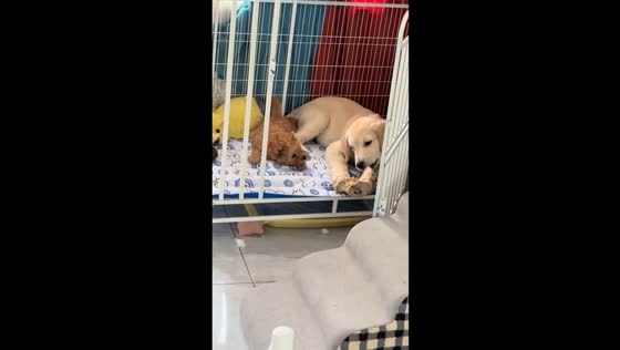 Two dogs scuffle over a bone in Sichuan, China