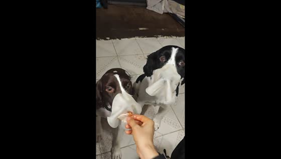 Dogs struggle with a patience test challenge in Yunnan, China