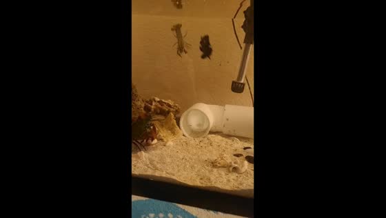 Mantis shrimp hunts crawfish in aquarium