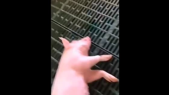 Farmer panics over “unresponsive” pig that was just sleeping in Pekanbaru, Indonesia
