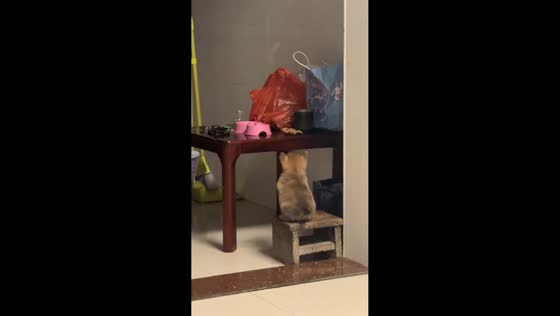 Puppy falls while trying to reach food on table in Guizhou, China