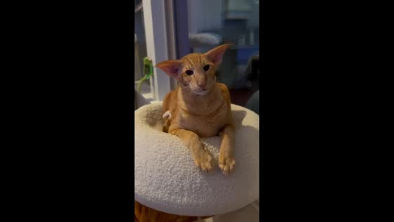 Cat's hilariously human-like sitting pose charms owner in Austin, Texas