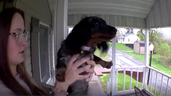 Owner shows dog no one is around: a hilarious response to non-stop barking