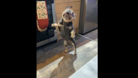 Dog dances in Livingston, UK 