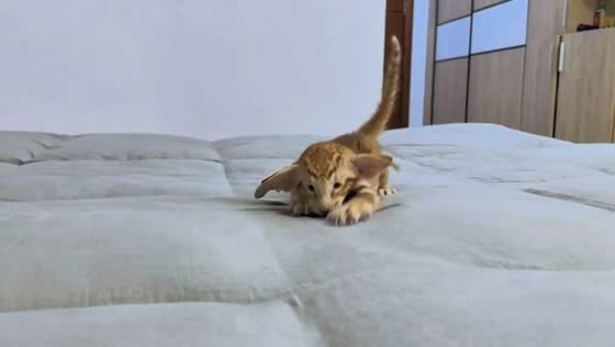Playful Oriental Shorthair cat in Guangdong, China