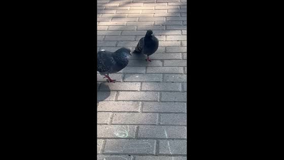 Pigeon hilariously imitates sitting person on one leg in Murmansk, Russia