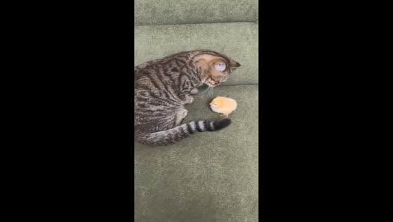 Chick follows cat around couch in playful interaction in Guangdong, China