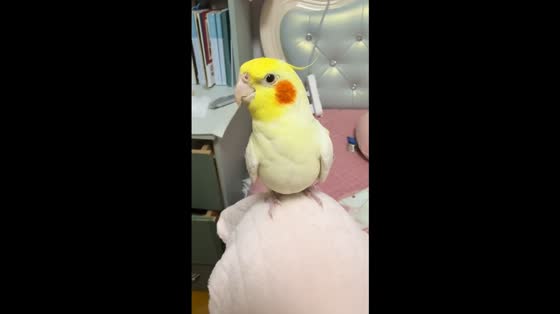 Cockatiel makes funny sounds when touched in Jilin, China