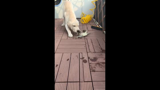 Labrador cautiously plays with a feisty crab in Zhejiang, China