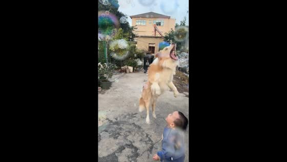 Playful dog accidentally pounces on toddler while popping bubbles in Shanghai City, China