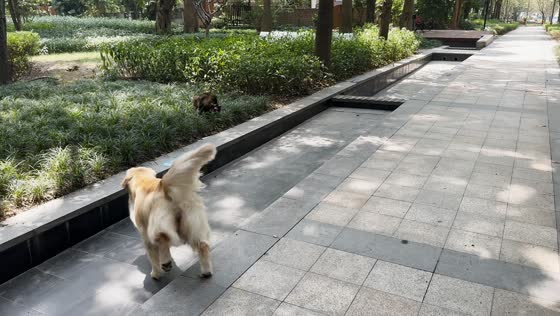 Stray cat chases golden retriever after charging at the dog in Chongqing, China