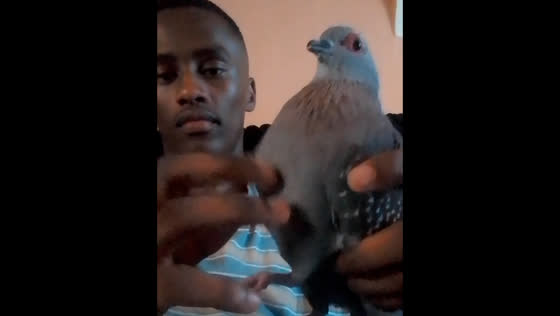 Teen's attempt to pet pigeon ends in humorous mishap