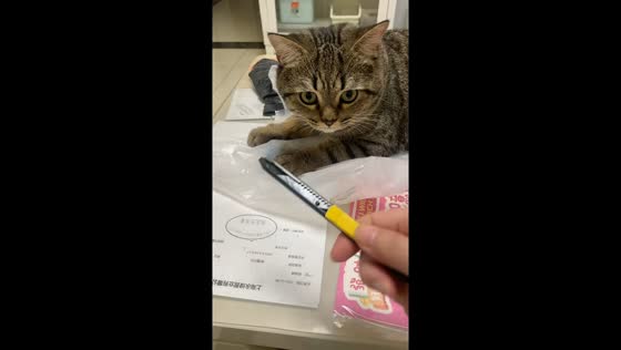Cat gagging at repeated cutter sound in Jiangsu, China