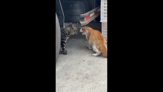 Two cats loudly argue then fight in Inner Mongolia, China