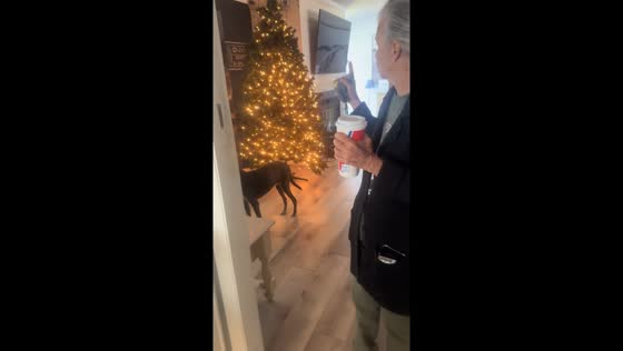 Mom hilariously scolds about early Christmas tree setup in Calabash, North Carolina, USA