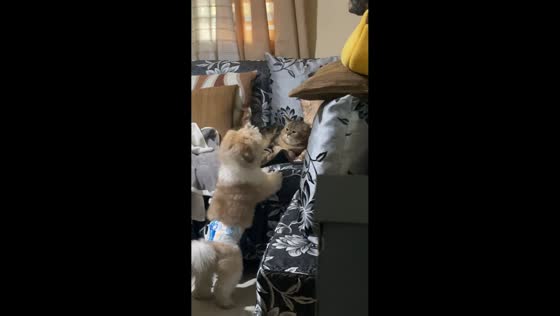 Unbothered cat gives hilarious stare to barking dog in Calamba, Philippines