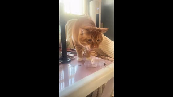 Cat gags after smelling bug in Henan, China