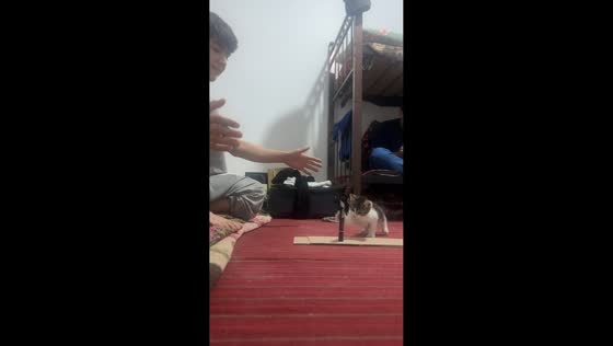 Curious kitten interrupts pen trick challenge in Tashkent, Uzbekistan