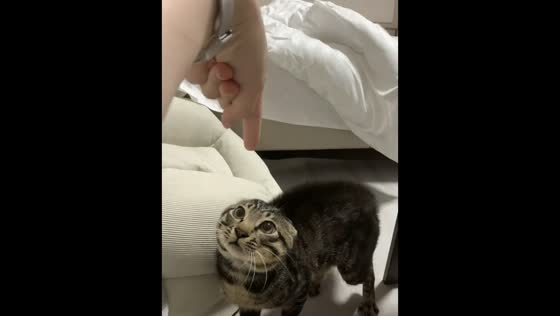 Cat gets curious and cautious around owner's finger in Zhejiang, China