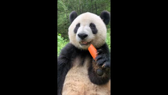 Panda calmly enjoys carrot snack in Shaanxi, China