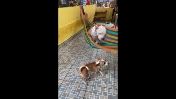 Dog's hammock mishap caught on camera in Sonsonate, El Salvador