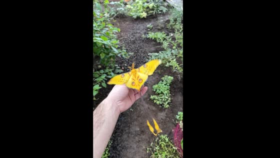 Naturalist captures large comet moth in Rome's botanical garden