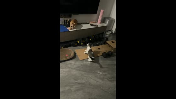 Cat misses laser dot and startles companion in Zhejiang, China