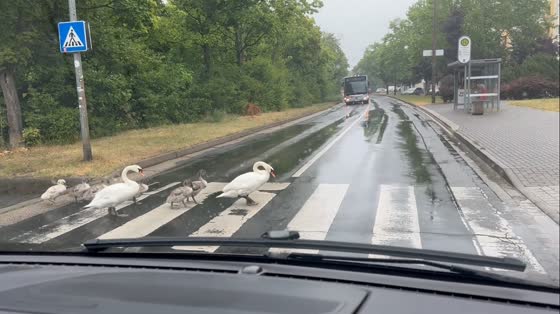 Swans calmly cross pedestrian lane in Halle Saale, Germany