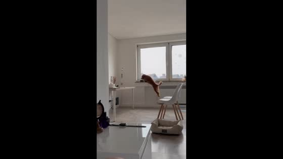 Dog's risky jump from chair to table nearly falls short in Kyiv, Ukraine