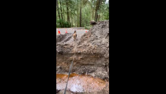 Close call: dog's daring leap nearly pulls owner into creek