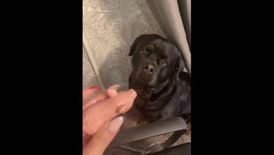 An adorable dog hiding behind the curtain with a toy in his mouth